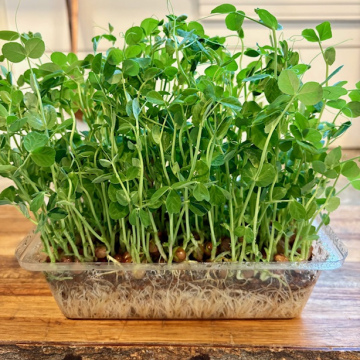 Speckled Pea